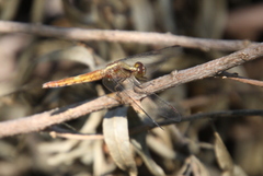 Erythrodiplax melanorubra