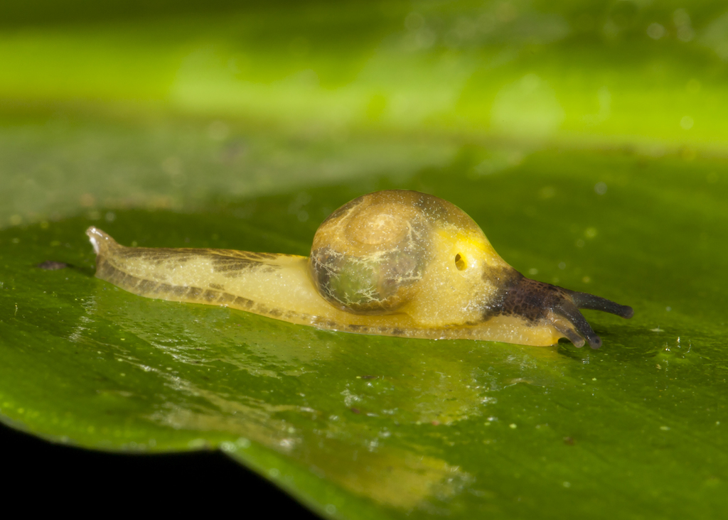 Tikoconus