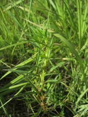 Ludwigia polycarpa
