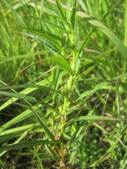 Ludwigia polycarpa