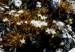 Stellaria gracilenta