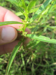 Ludwigia polycarpa