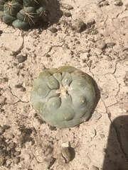 Lophophora diffusa
