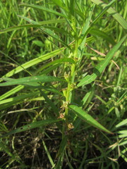 Ludwigia polycarpa