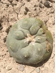 Lophophora diffusa