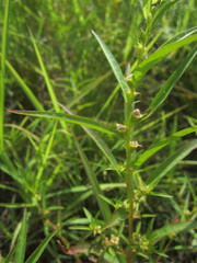 Ludwigia polycarpa