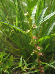 Ludwigia polycarpa