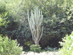 Cereus stenogonus