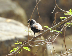 Cyanoloxia brissonii