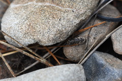 Neocicindela garnerae