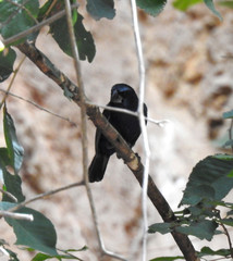 Cyanoloxia brissonii