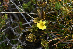 Euphrasia cockayneana