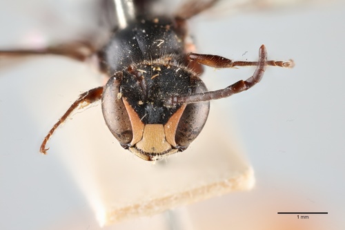 Māori Masked Bee photo 4