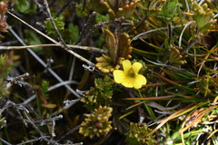Euphrasia cockayneana