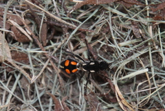 Traumatomutilla graphica