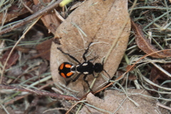 Traumatomutilla graphica