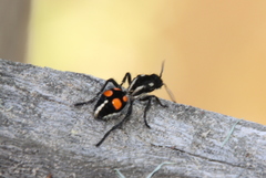 Traumatomutilla graphica