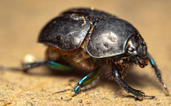Sericotrupes niger