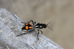 Traumatomutilla graphica