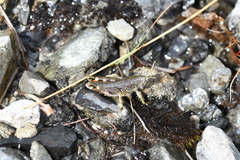 Brachaspis collinus