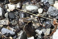 Brachaspis collinus