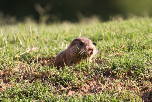 D'Orbigny's Tuco-tuco (Ctenomys dorbignyi) — Near Threatened Mammalia