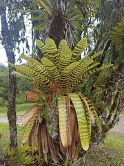 Vriesea hieroglyphica