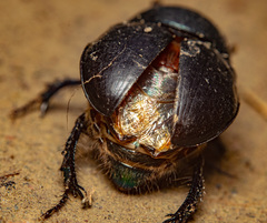 Sericotrupes niger
