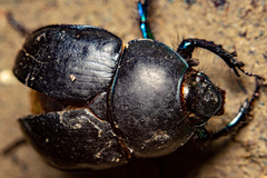 Sericotrupes niger