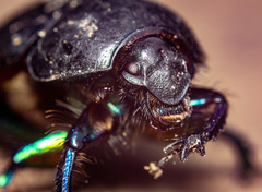 Sericotrupes niger