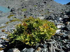 Ranunculus buchananii