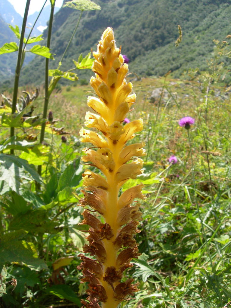 Orobanche ingens