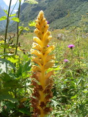 Orobanche ingens