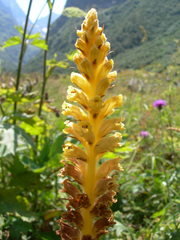 Orobanche ingens