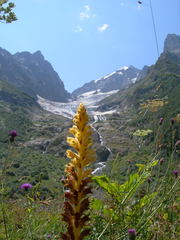 Orobanche ingens