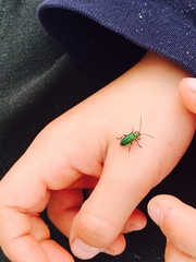 Trirhabda flavolimbata