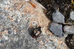 Cermatulus nasalis hudsoni