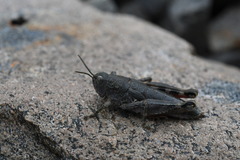 Brachaspis collinus