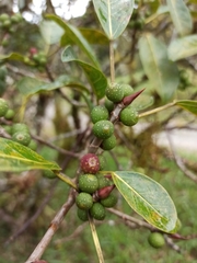 Ficus pertusa