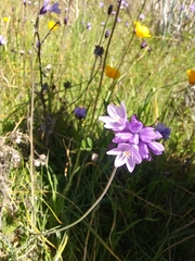 Dipterostemon capitatus