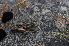 Brachaspis collinus
