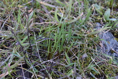 Olsynium douglasii