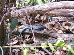 Cnemidophorus vanzoi