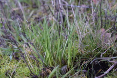 Olsynium douglasii