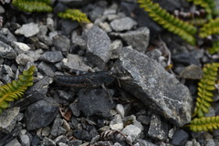 Brachaspis collinus