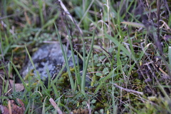 Olsynium douglasii