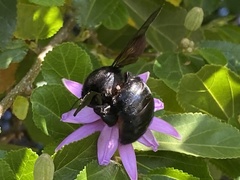 Xylocopa sonorina