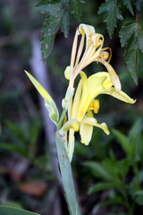 Canna glauca