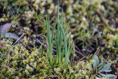 Olsynium douglasii