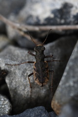 Neocicindela garnerae